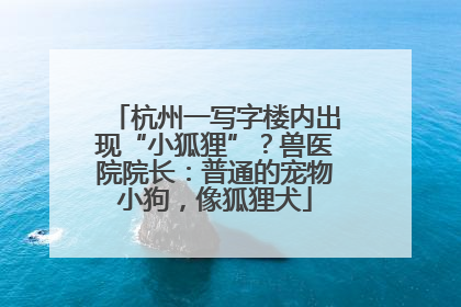 杭州一写字楼内出现“小狐狸”？兽医院院长：普通的宠物小狗，像狐狸犬